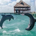 Dolphin Ride Nado con Delfines + Parque Xelha (INTERMEDIO) - Imagen 2