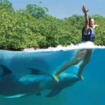 Dolphin Ride + Parque Xcaret PLUS - Nado con Delfin INTERMEDIO - Imagen 2