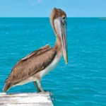 Isla Contoy Economico 🔥+ Isla Mujeres Todo Incluido - Imagen 6