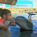 Nado con Delfines 🔥 ISLA MUJERES Infantes Gratis - Imagen 4