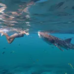 Nado con Tiburon BALLENA - Imagen 6