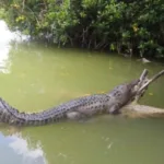 Las COLORADAS y Rio Lagartos Tour de Dia - Imagen 8