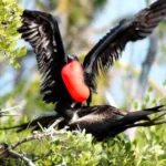 Isla Contoy Economico 🔥+ Isla Mujeres Todo Incluido - Imagen 3