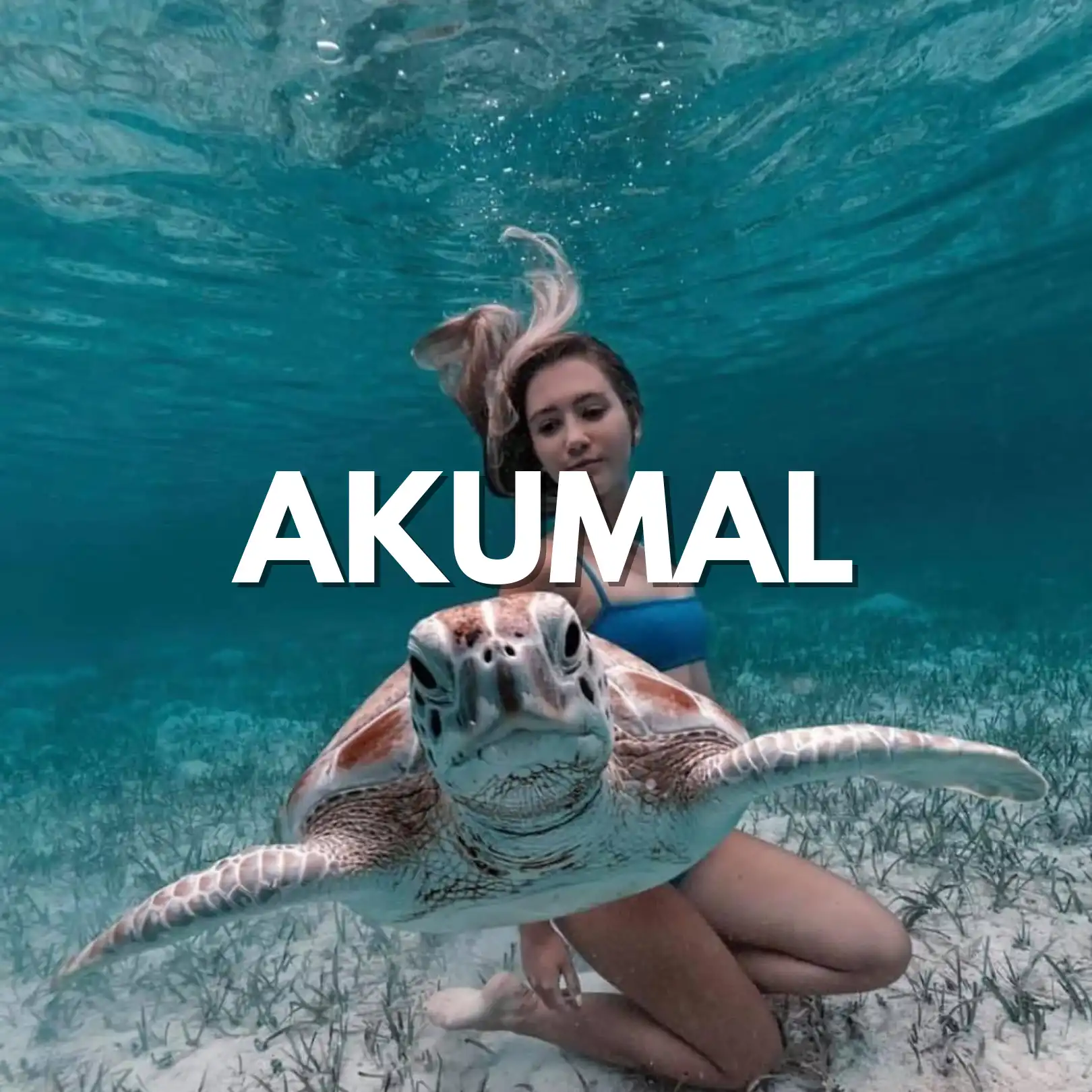 snorkel-en-akumal-todo-incluido-tortugas-riviera-maya.webp Tulum + AKUMAL Nado con TORTUGAS Tour de DIA - Imagen 1