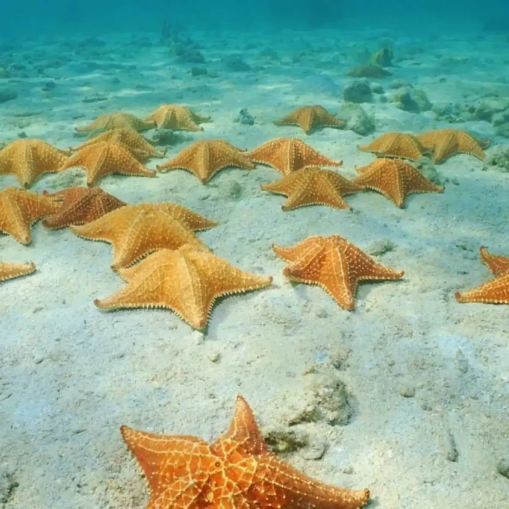 El Cielo Cozumel: VIP Beach Club e Palancar