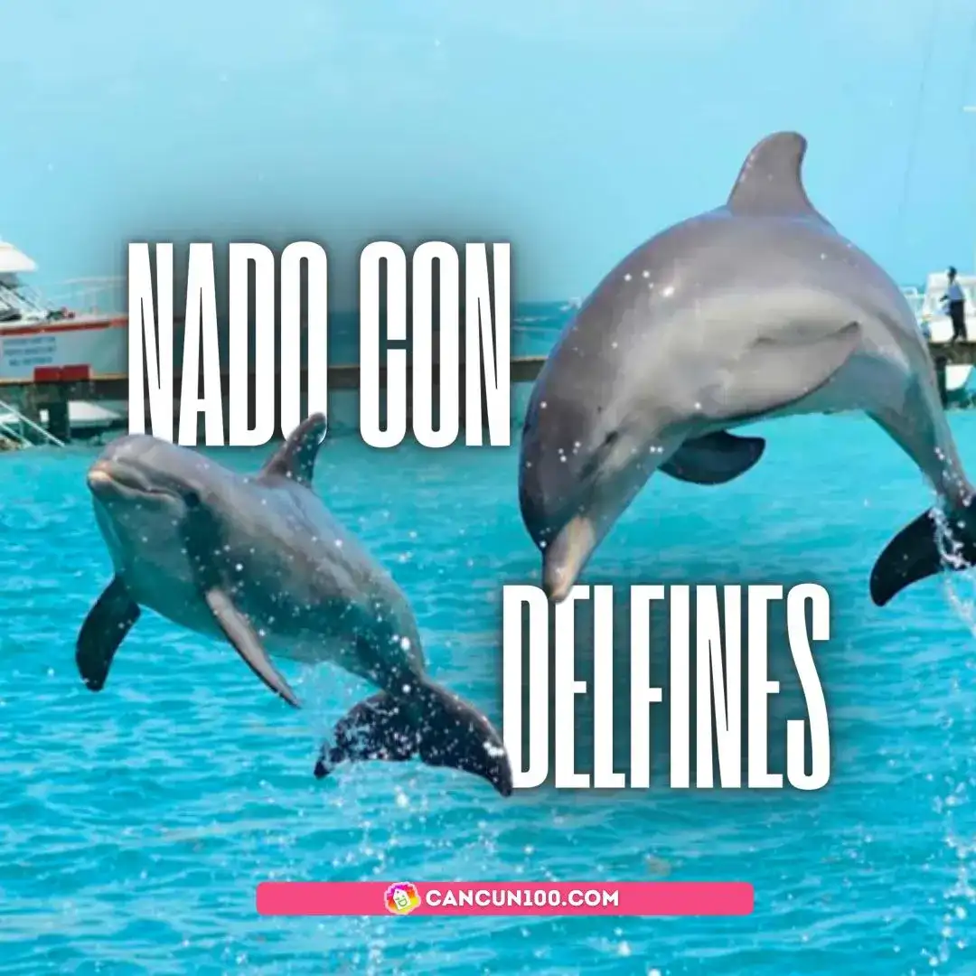 Nado con delfines en Cancún: Delphinus