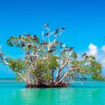 Sian Ka'an + Punta ALLEN - Tour de Dia desde Cancun, Playa Carmen y Riviera  Maya - Imagen 3