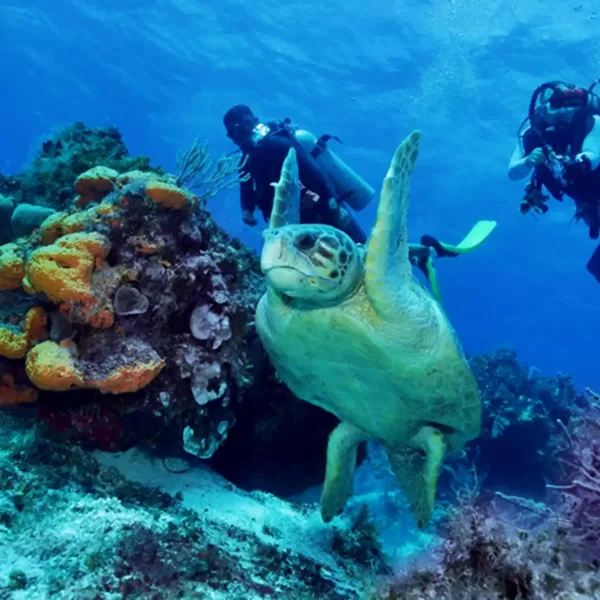 tortuga en arrecife de coral