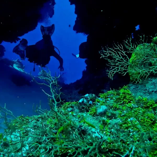 buceo en arrecife de coral de cozumel