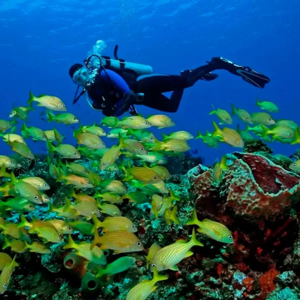 buceando con los pezes en cozumel