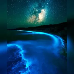 Holbox Bioluminiscencia Tour COMPLETO