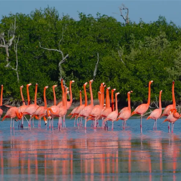 Las COLORADAS y Rio Lagartos Tour de Dia - Image 6